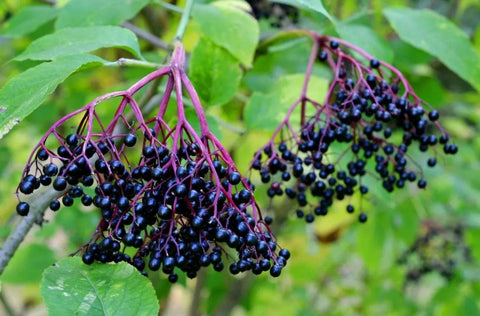 Purple Drank Elderberry Syrup